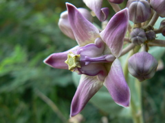 Calotropis gigantea