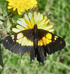 Catasticta teutila