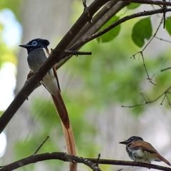 Terpsiphone viridis granti