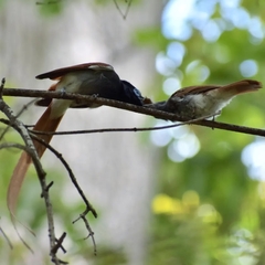 Terpsiphone viridis granti