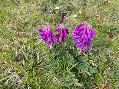 Hedysarum hedysaroides