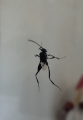 Evania appendigaster