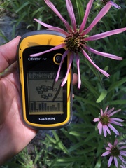 Echinacea tennesseensis