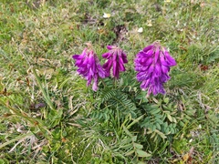 Hedysarum hedysaroides