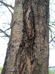 Sphingomorpha chlorea