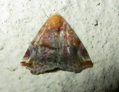Eublemma apicimacula