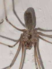 Pholcus phalangioides