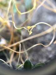 Cassytha filiformis