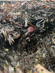 Pseudobaeospora deckeri