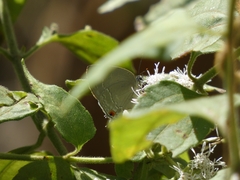 Strephonota tephraeus