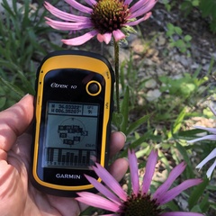 Echinacea tennesseensis