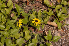Helianthus debilis