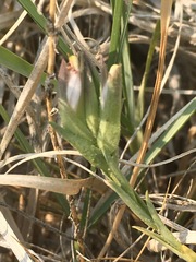 Chloropyron maritimum canescens