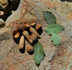 Quercus john-tuckeri