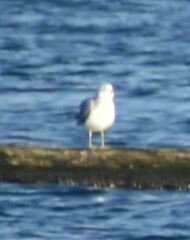 Larus brachyrhynchus