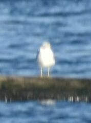 Larus brachyrhynchus