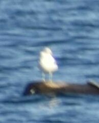 Larus brachyrhynchus