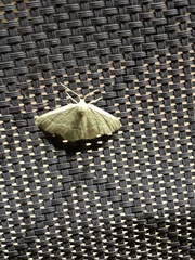 Chlorochlamys chloroleucaria