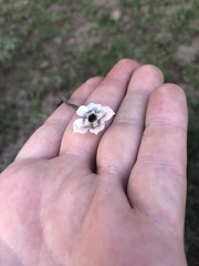 Barleria acanthoides