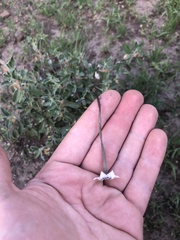 Barleria acanthoides