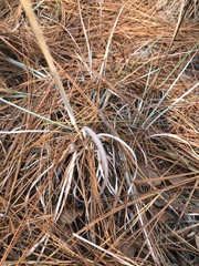 Andropogon capillipes