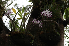Dendrobium nobile