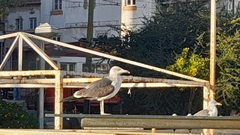 Larus fuscus