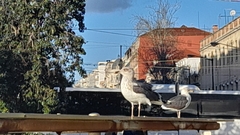 Larus fuscus