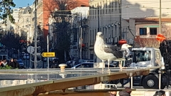 Larus fuscus