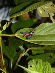 Phoenicoprocta vacillans