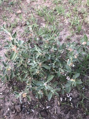 Barleria acanthoides