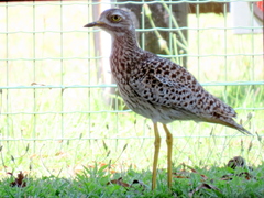 Burhinus capensis capensis