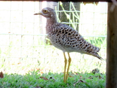 Burhinus capensis capensis