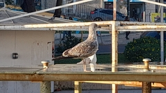Larus fuscus