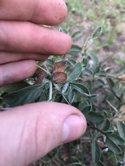 Barleria acanthoides