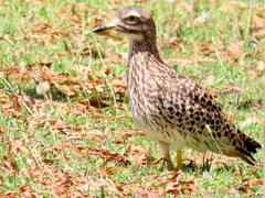 Burhinus capensis capensis