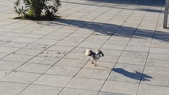 Larus fuscus