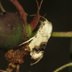 Acontia behrii