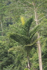 Caryota no