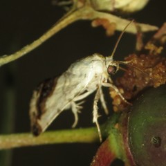 Acontia behrii