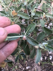 Barleria acanthoides