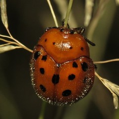 Chelymorpha phytophagica