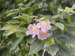 Tabebuia rosea