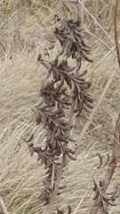 Indigofera suffruticosa