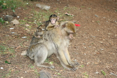 Macaca sylvanus