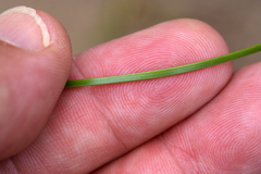 Cyperus × mesochorus