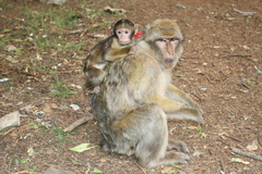 Macaca sylvanus