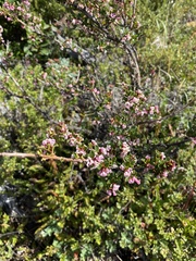 Escallonia virgata