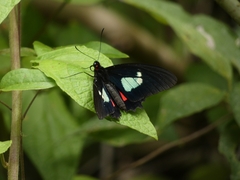 Parides eurimedes