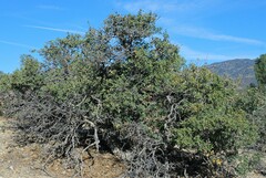 Quercus john-tuckeri